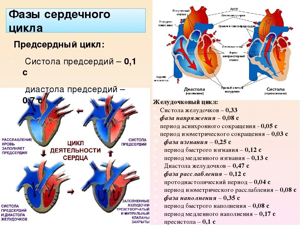 Диастола предсердий и желудочков. Систолы желудочков сердечного цикла. Систола предсердий систола желудочков и диастола. Фаза сердечного цикла систола предсердий. Пассивное наполнение сердца кровью фаза сердечного цикла