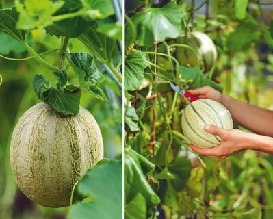 Лучшая дыня для средней полосы