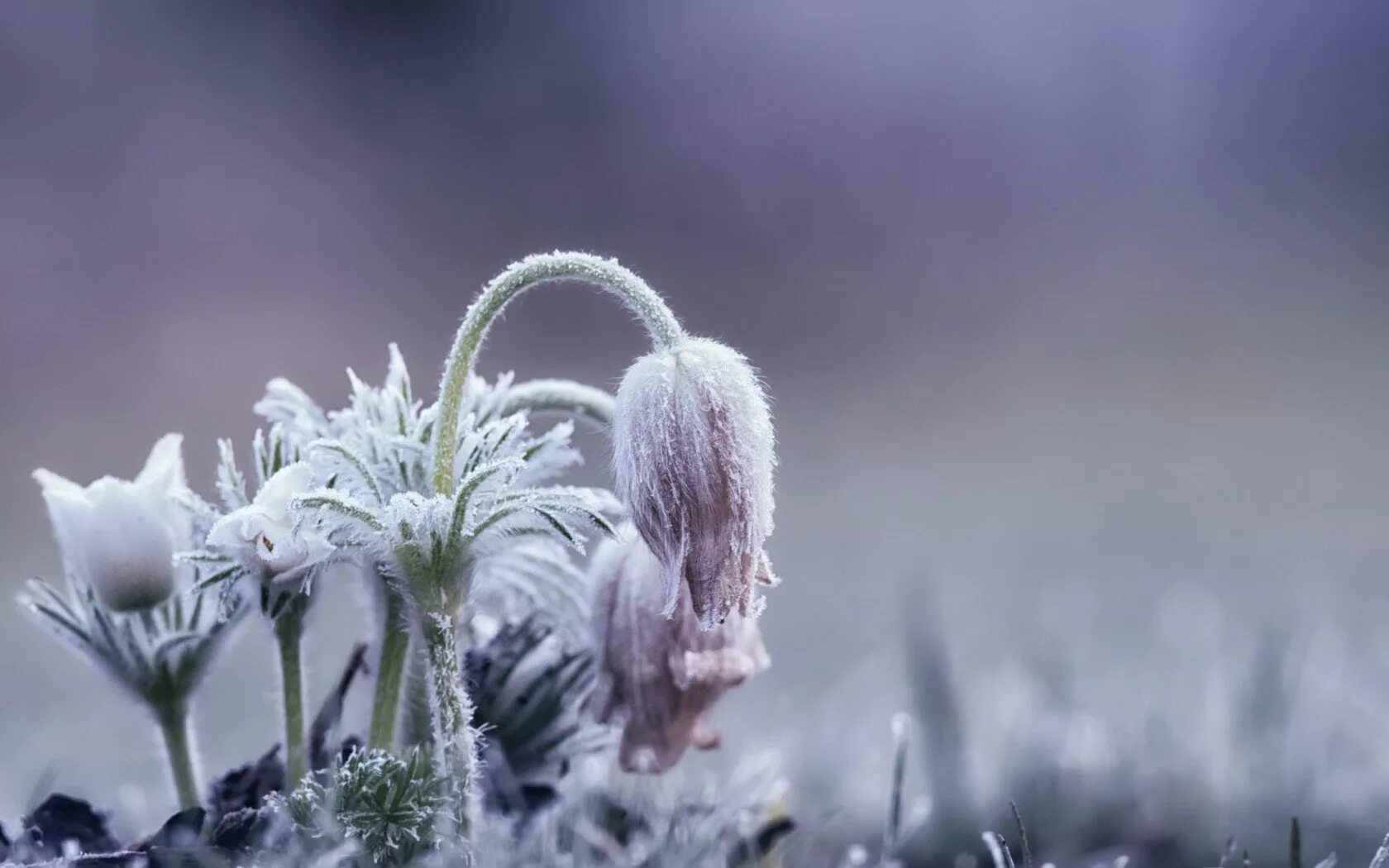 Flowers winter music