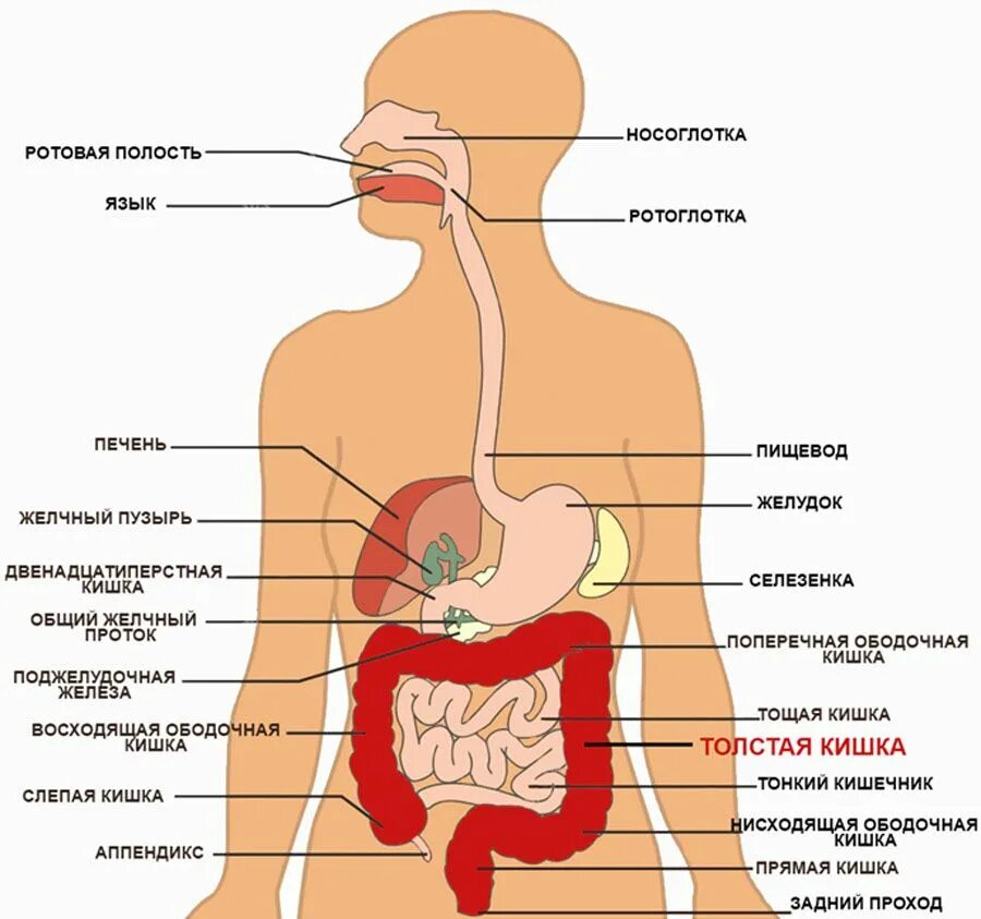 Расположение внутренних органов человека в брюшной