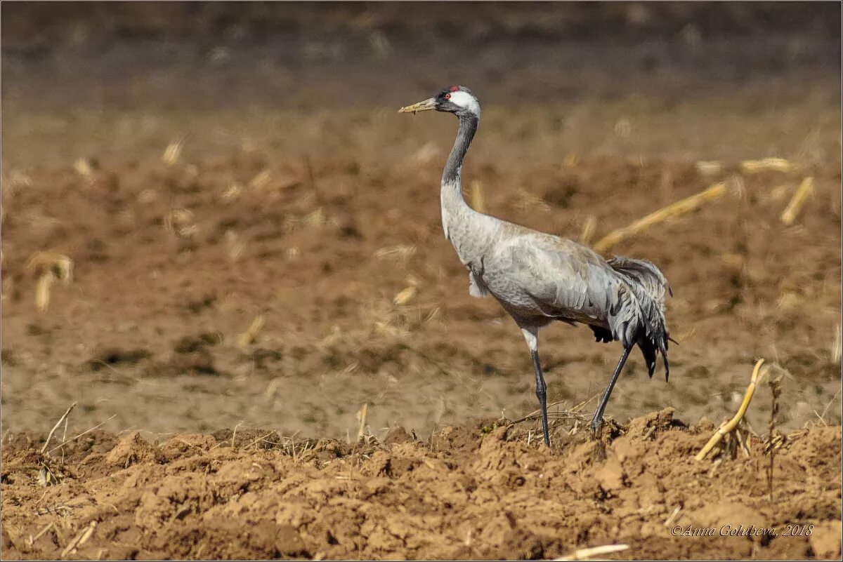 Серый журавль. Серый журавль Grus Grus. Серый журавль ХМАО. Журавль Уральский.