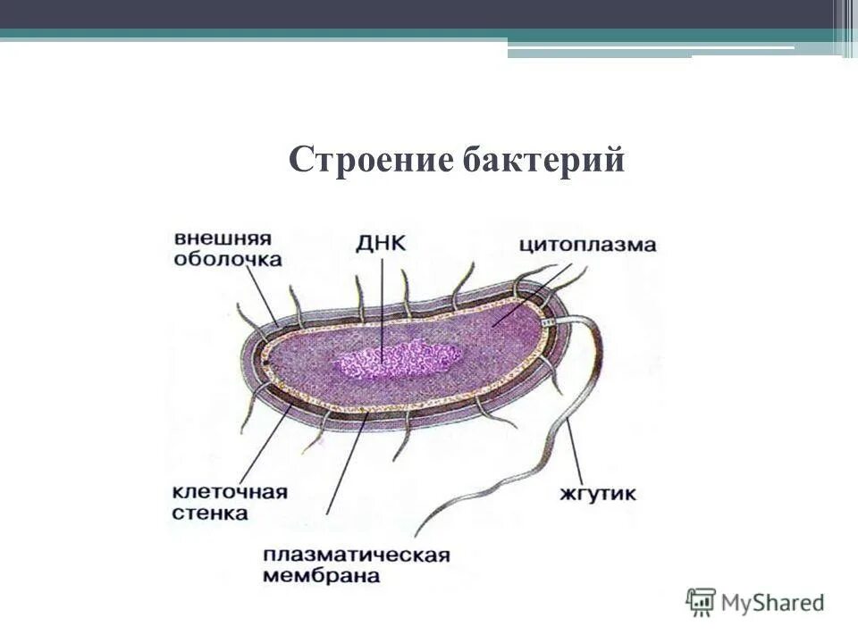 Внешнее строение бактерий. Строение бактериальной клетки, основные структурные элементы. Внешнее строение бактерий. Обобщенная схема строения бактериальной клетки. 2.