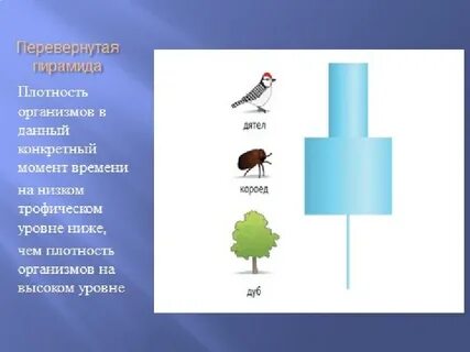 Энергия и вещество в экосистемах
