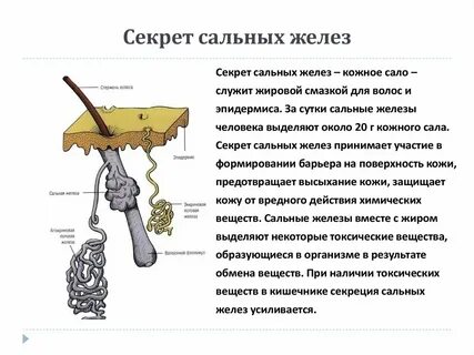 Секрет пахучих желез