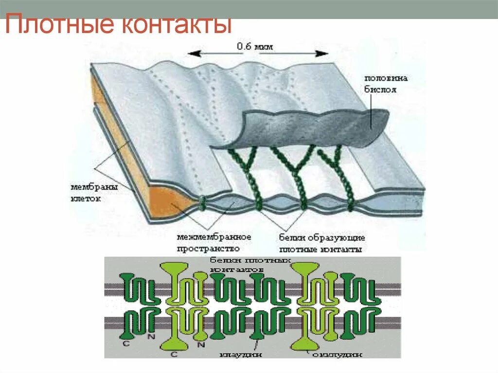 Изолирующий контакт. Плотный межклеточный контакт. Плотный запирающий контакт. Строение плотного контакта. Плотное соединение.