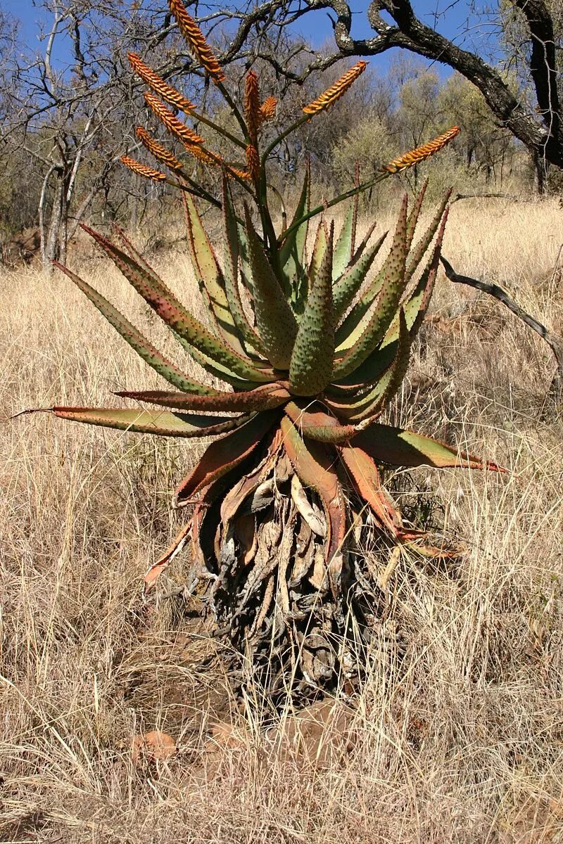 Aloe marlothii. Алоэ Марлота в природе. Алоэ древовидное. Среда обитания алоэ почвенная