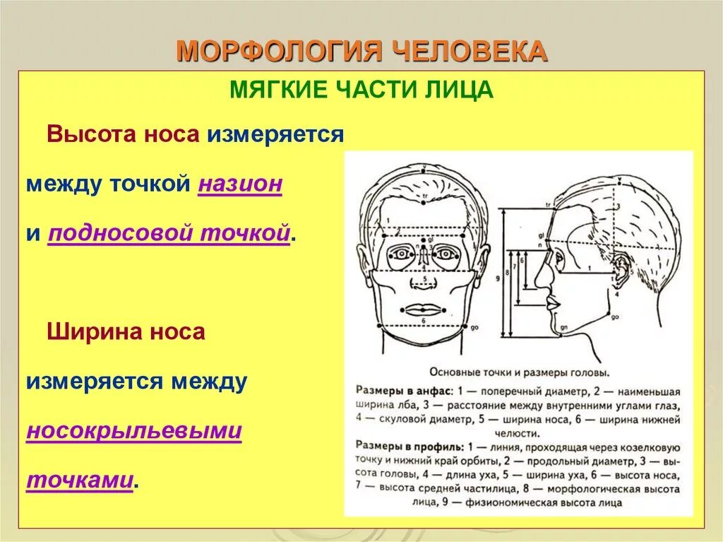 Лба анализ. Морфологическая высота лица. Высота средней части лица. Морфология человеческого лица. Морфология в антропологии.