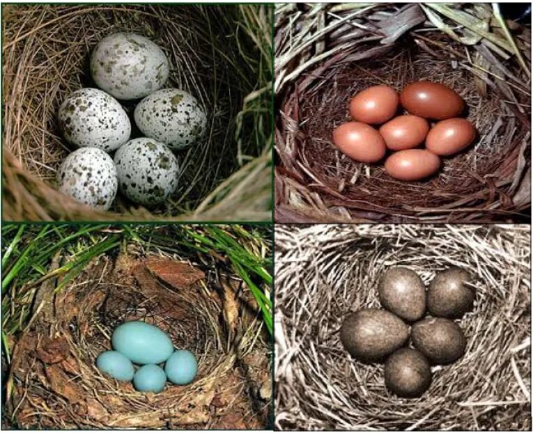 Яйца птицы кукушки