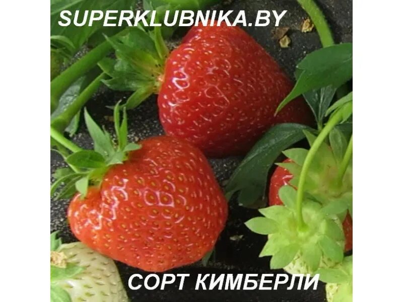 клубника кимберли ранняя. земляника (крупноплодная) кимберли. земляника сорт кимберли. земляника садовая вима кимберли. кимберли сорт клубники описание отзывы фото.