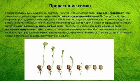 При прорастании семени появляется