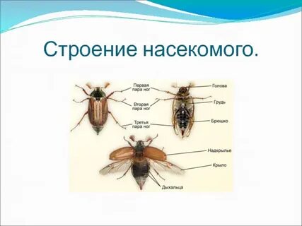 Строение насекомых 8 класс биология
