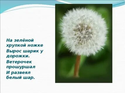 Загадка про одуванчик 1 класс