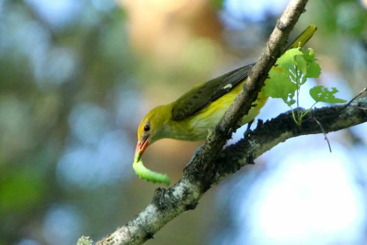 Гнездо поползня. Дупло иволги. Ворона в дупле. Масковая иволга. Птица в дупле.