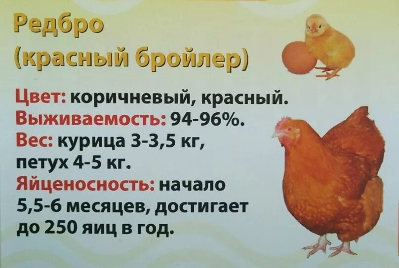 Редбро куры характеристика отзывы породы. Редбро куры характеристика отзывы породы. Французский бройлер редбро. Цветные бройлеры порода редбро. Редбро куры характеристика отзывы породы.