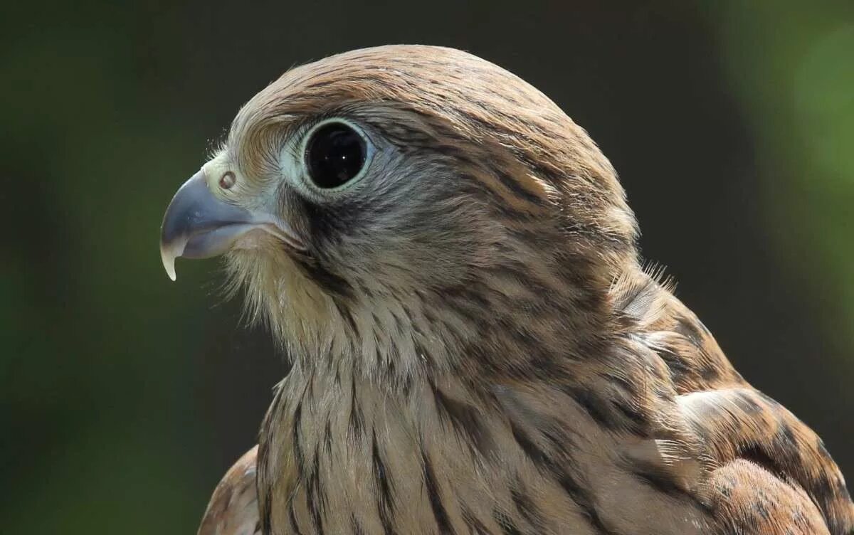 Автору сокол. Ястреб канюк орел. Автору сокол. Автору сокол. Как выглядит соколенок.