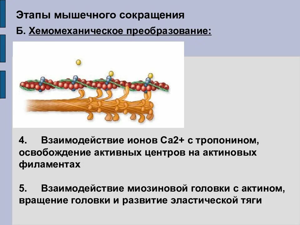 Фазы одиночного мышечного сокращения. Фазы мышечного сокращения. Фазы мышечного сокращения график. Биоэнергетика мышечной деятельности. Особенности движения ребер.