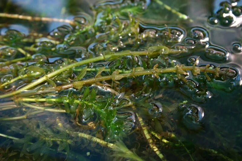 Elodea nuttallii. Элодея пузырчатая. Элодея канадская. Элодея аквариумное растение. Элодея прудовик