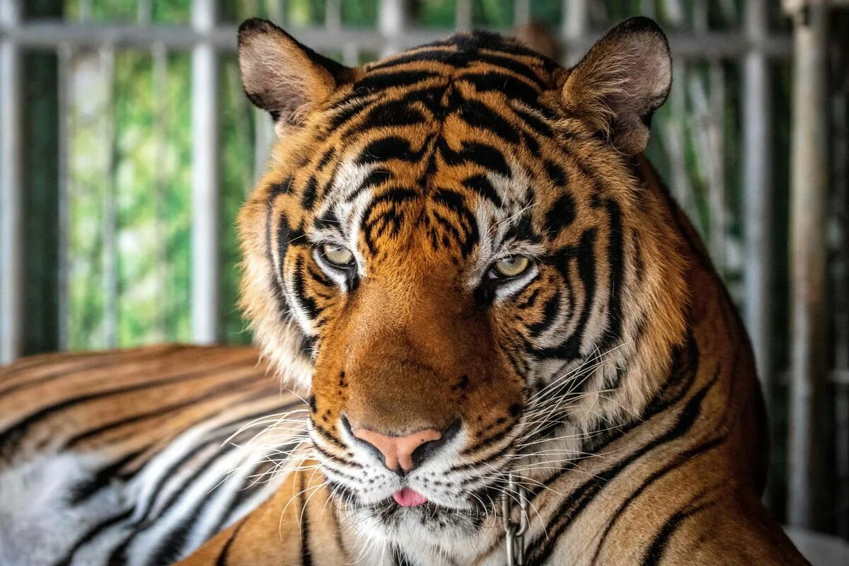 Тайгер видео. Королевский бенгальский тигр. Тигр морда. Бенгальский тигр морда. Королевский тигр.