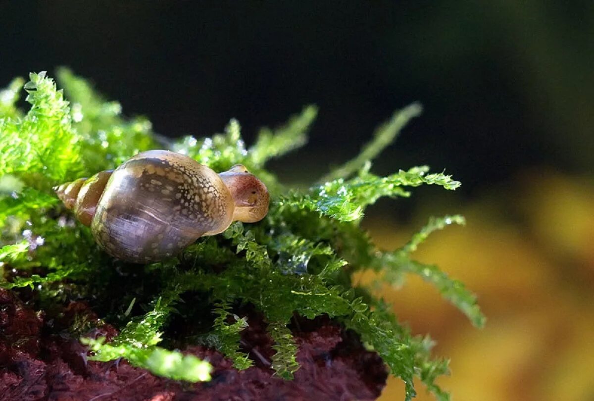 Физа пузырчатая Physa fontinalis. Улитка Голиаф аквариумная. Аквариумные брюхоногие моллюски. Улитка ручейник аквариумная.