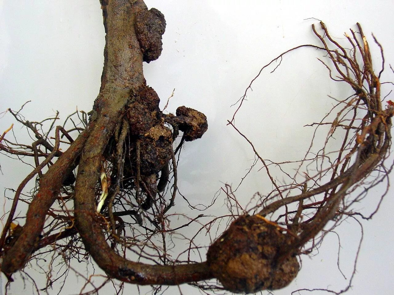 корень раковые