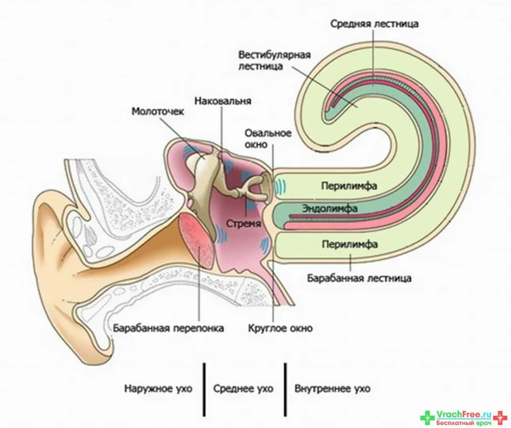 Почему пульс в ушах. Строение внутреннего уха эндолимфа. Барабанная перепонка строение уха. Овальное окно слуховой анализатор. Строение улитки внутреннего уха в разрезе.