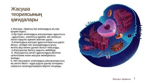 Білектердің фотолары