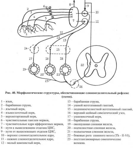 Слюнной рефлекс. Иннервация слезной железы схема. Схема рефлекторной дуги безусловного слюноотделительного рефлекса. Схема морфологической основы слюноотделительного рефлекса. Рефлекторная дуга слюнной железы схема.