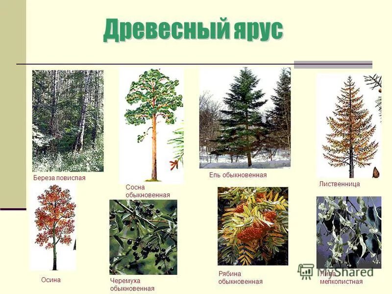лесные этажи ярусы лиственного леса. деревья верхнего яруса. береза ярус леса. высокорослые деревья. береза какой ярус леса.