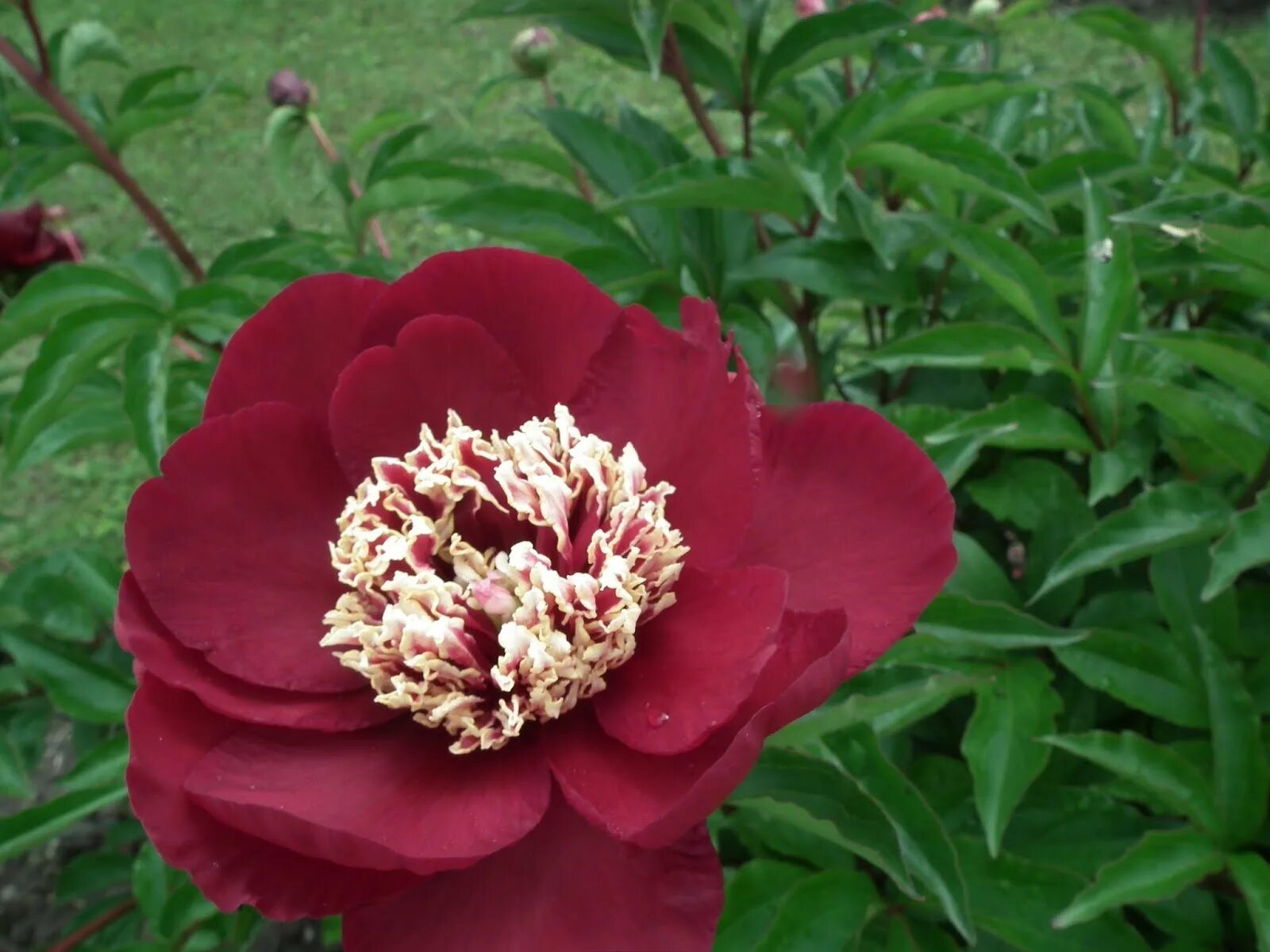 6a00e55000aed2883301901b8a9b2f970b-pi (1930 × 1005) Coral charm peony, Peonies,