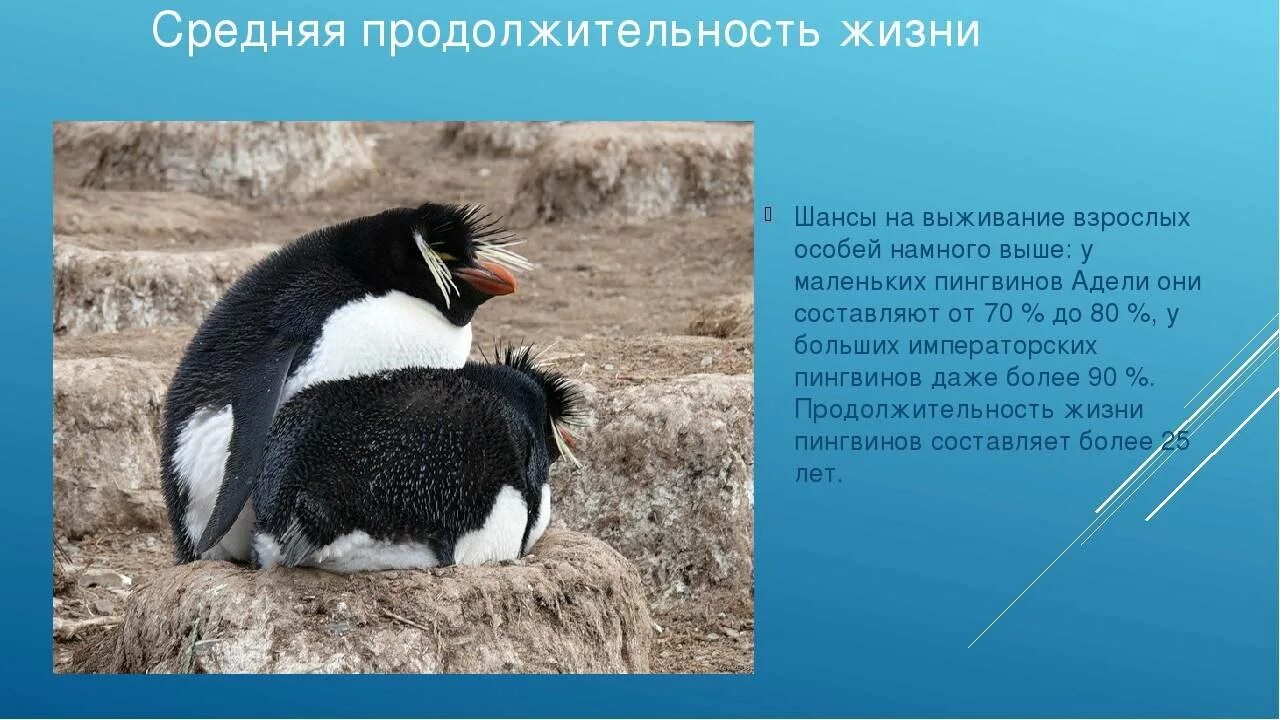 Содержание пингвина