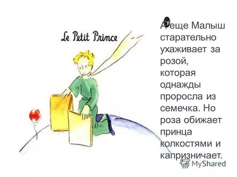 В чем смысл маленького принца. Маленький принц иллюстрации автора. Маленький принц иллюстрации из книги с розой. Маленький принц цветок.