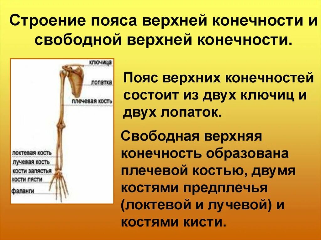 Функции костей конечностей. Скелет пояса верхних конечностей и свободная конечность. Скелет свободной верхней конечности анатомия. Плечевой пояс и скелет верхних конечностей. Скелет пояса верхних конечностей состоит из.