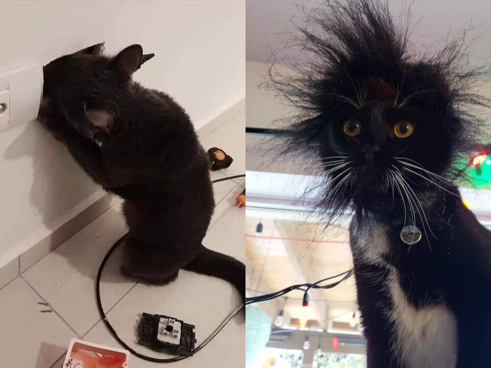 Включи где котенка