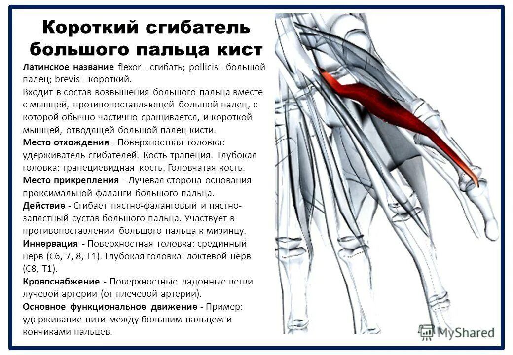 Короткий сгибатель пальцев кисти. Длинный сгибатель большого пальца кисти мышца. Короткий сгибатель большого пальца кисти. Длинный сгибатель большого пальца кисти латынь. Приводящие латынь