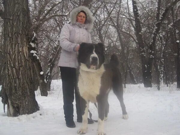 Самого большого алабая в мире. Алабай 100кг. Алабай бульдозер. Среднеазиатская овчарка палевый.