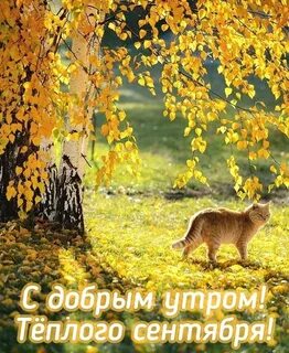 Осень ласковая сказка сценарий