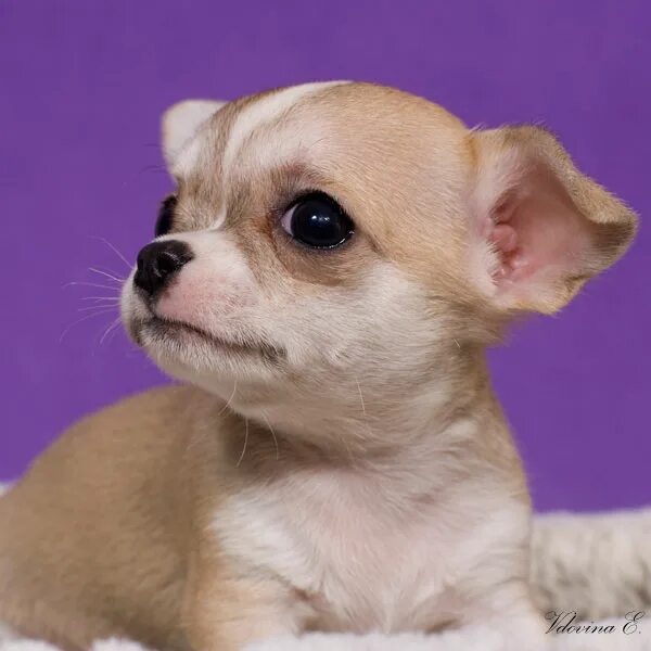 собачки чихуахуа мини. порода собак чихуахуа. чихуахуа мальчик. собачка чихуахуа. щенки чихуахуа мини.