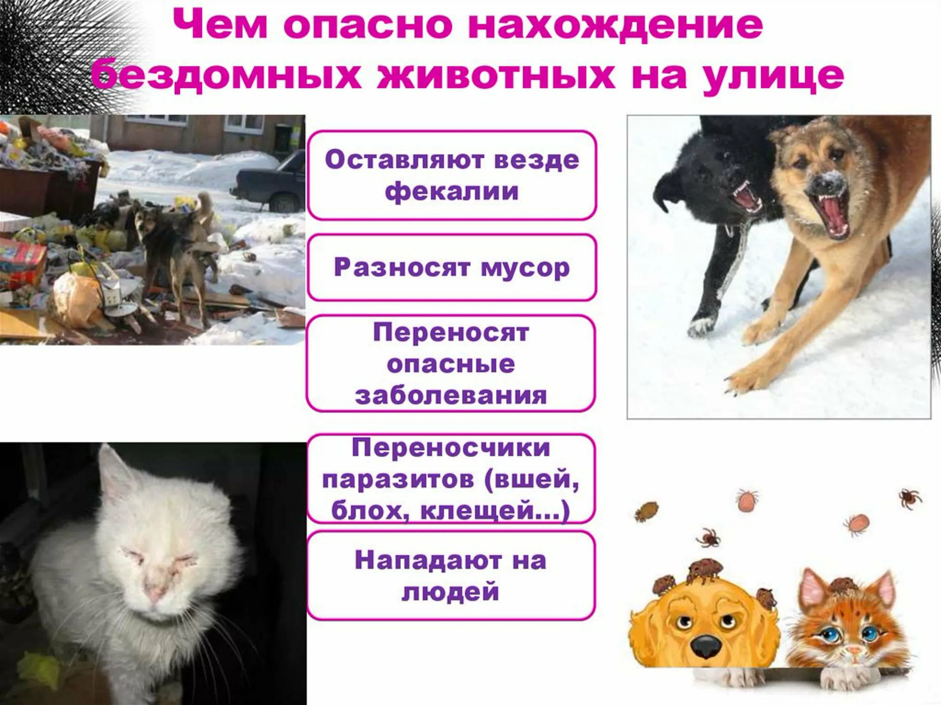 Что опасно есть собакам. Опасность бездомных животных. опасность бродячих животных. опасность бездомных животных для человека. правила обращения с бездомными животными.