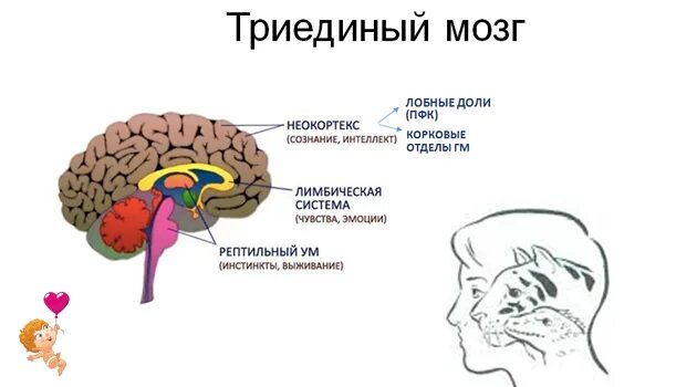 Лимбическая система и неокортекс мозга. Мозг лимбическая система неокортекс рептильный мозг. Отделы головного мозга неокортекс. Строение мозга человека неокортекс. Рептильный мозг неокортекс