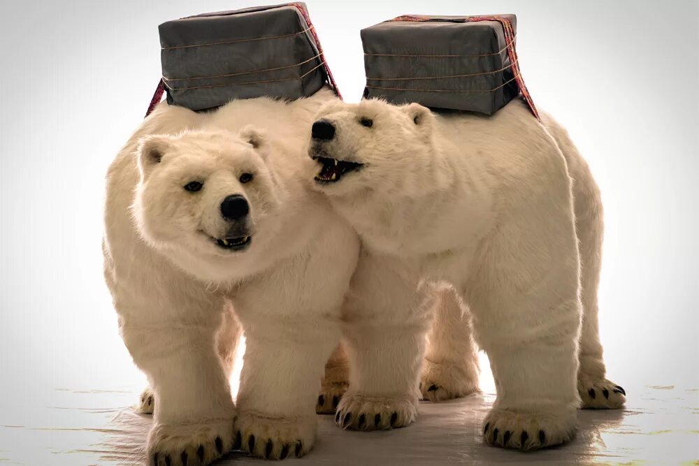 Мексиканский медведь гризли. Кавказский бурый медведь краснодарского края. Медведь чешет. Медведь и человек. Европейский бурый медведь.