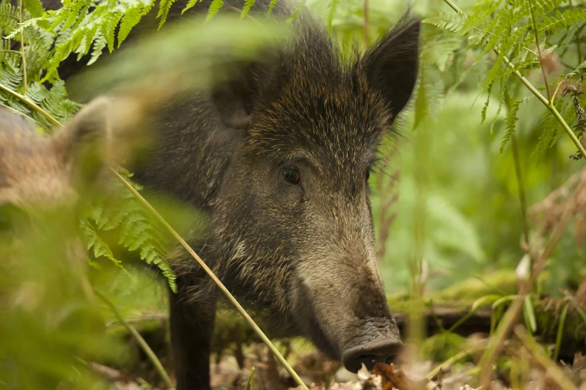 Вепрь секач. Вепрь кабан. Вепрь секач. Лесной кабан секач. Дикий кабан секач вепрь.