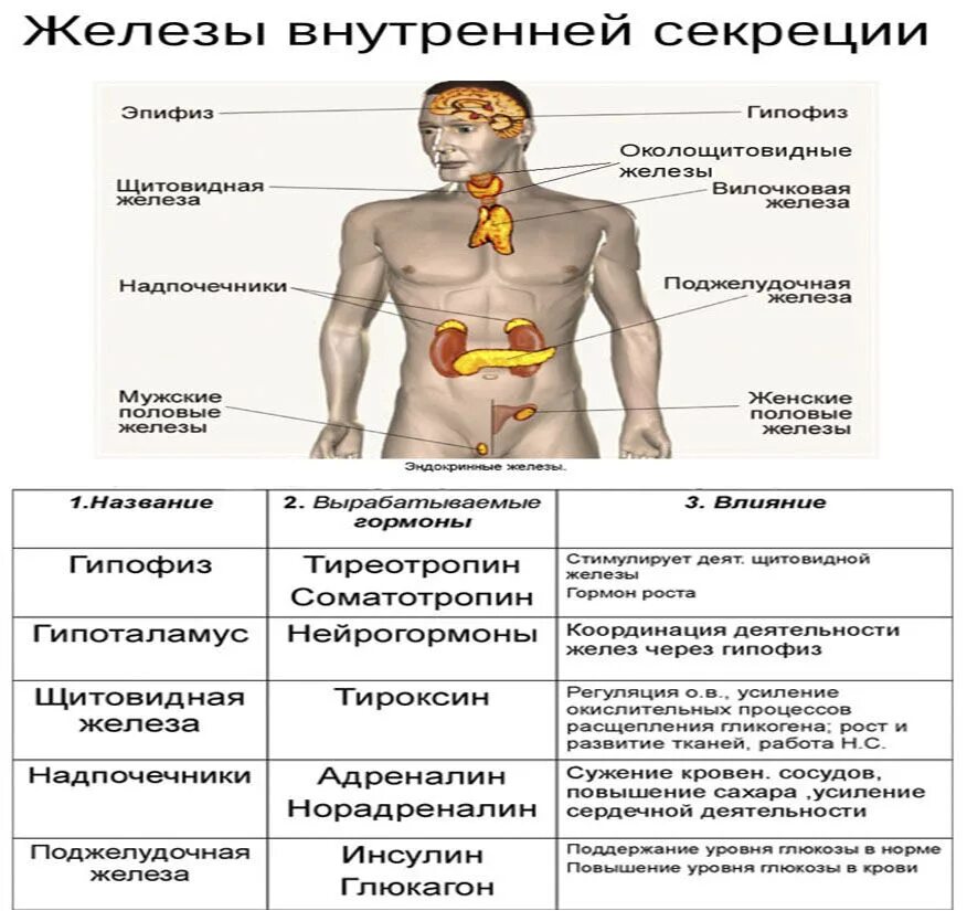 Как отличить железы. .Система желез внутренней секреции. Функции. Эндокринная система железы внутренней секреции и их гормоны. Функции желез внутренней секреции железы. Функции желез внутренней секреции эндокринные.