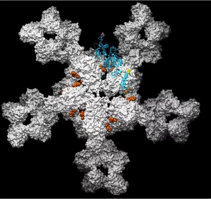 Иммуноглобулин м. Трехмерная модель иммуноглобулин. Иммуноглобулины глобулярные белки. Иммуноглобулин строение электронная микроскопия.