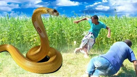 Big snake's