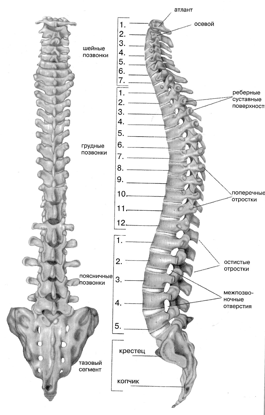 В позвоночнике различают отделы. Скелет шейно грудного отдела позвоночника. Позвонки l2 l4 расположение. Строение позвоночника с6. Строение позвоночника спереди.