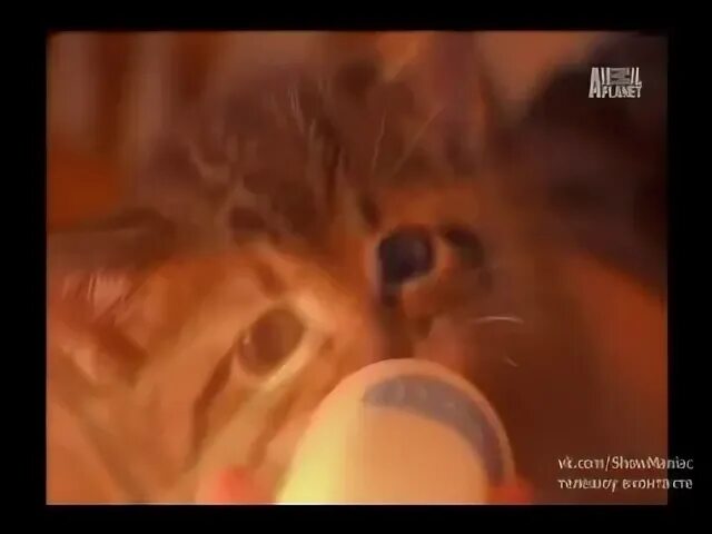 Полиция хьюстона по защиты животных. Бедная бездомная собака. Полиция хьюстона: отдел по защите животных сериал. Полиция феникса отдел по защите животных. Полиция хьюстона по защиты животных.