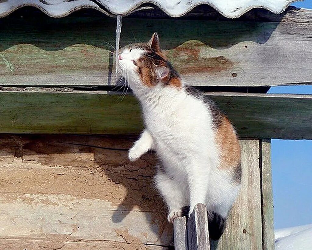 Вокруг виднеться. Кот и сосулька. Пахнет весной. Котик и сосульки.