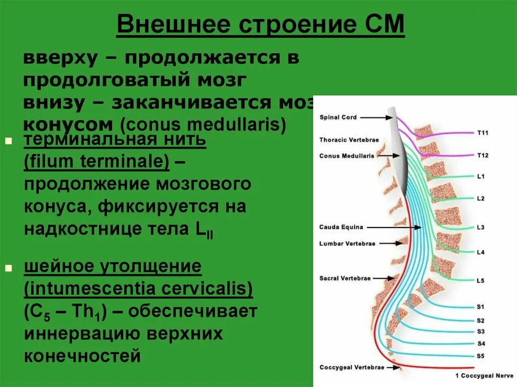 Спинной мозг выходит из. Спинной мозг строение конский хвост. Пояснично-крестцовое утолщение спинного мозга. Терминальная нить спинного мозга. Строение спинного мозга конус.