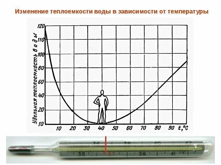 Градус температуры тела. Температура 36.6. Температура 36.6 как называется. Температура +6 градусов. Почему температура тела 36 6 градусов.