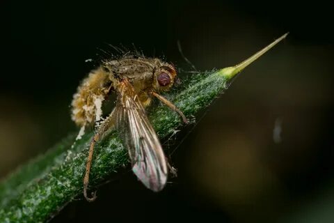 Flies killed